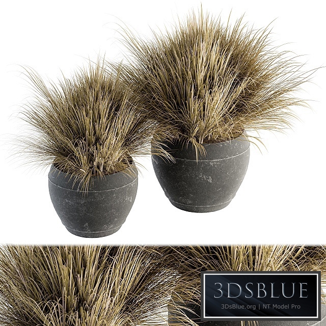 Outdoor Plant Set 204 - Dried Grass in Pot