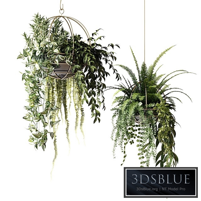 Compositions of ampelous plants in hanging pots # 3