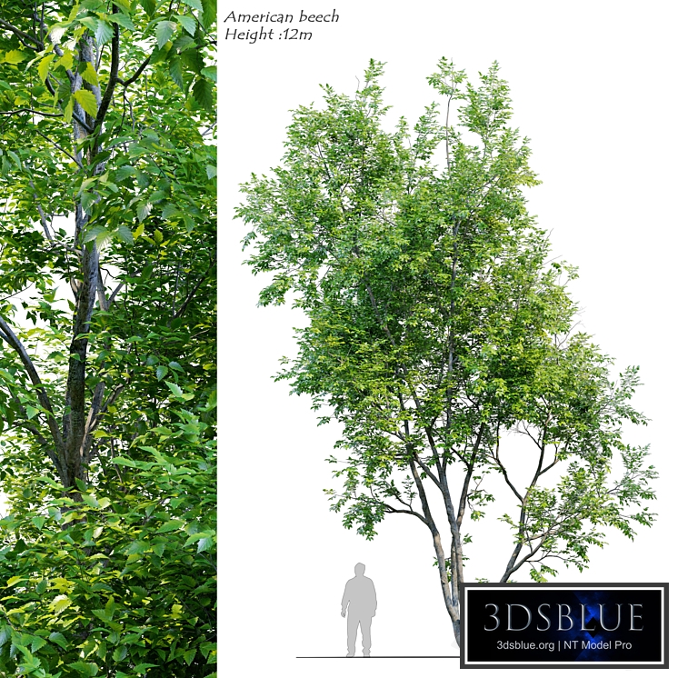 American Beech 3