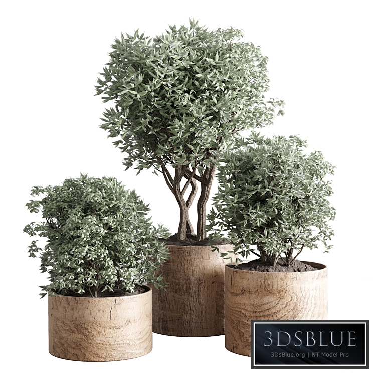 collection Indoor plant 42-wood vase