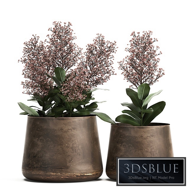 Skimmia 944. Skimia, metal flowerpot, pot, flowers, rust, industrial style
