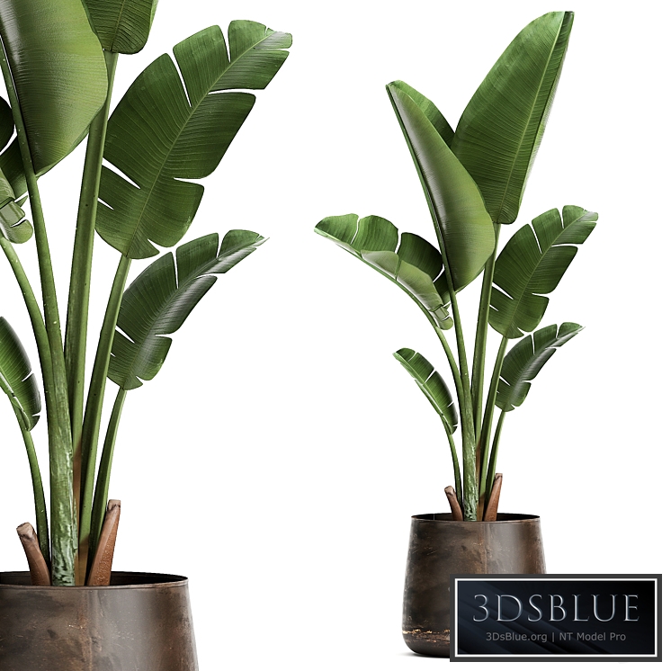 Plant collection 947. Banana palm, metal flowerpot, pot, revanala, rust, industrial style