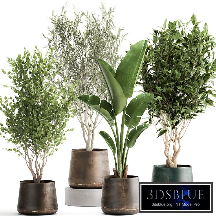 Collection of tree plants in outdoor metal rusty pots Banana palm, . Set 949.