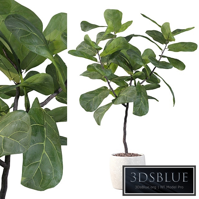 Plants collection 101 - ficus lyrata