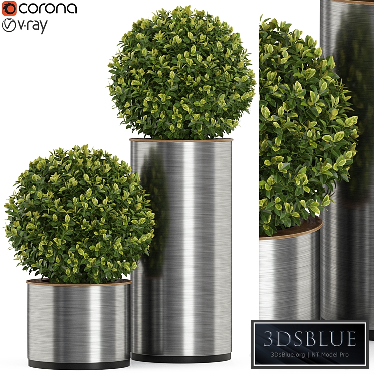 Plants collection 512