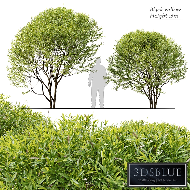 Black willow