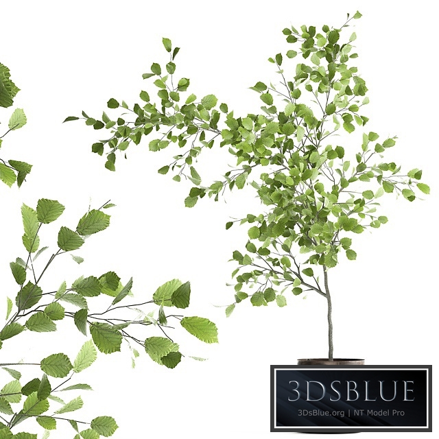 Linden in a pot 953. hazel, tree, flowerpot, landscape design, industrial style, rust, small tree, interior