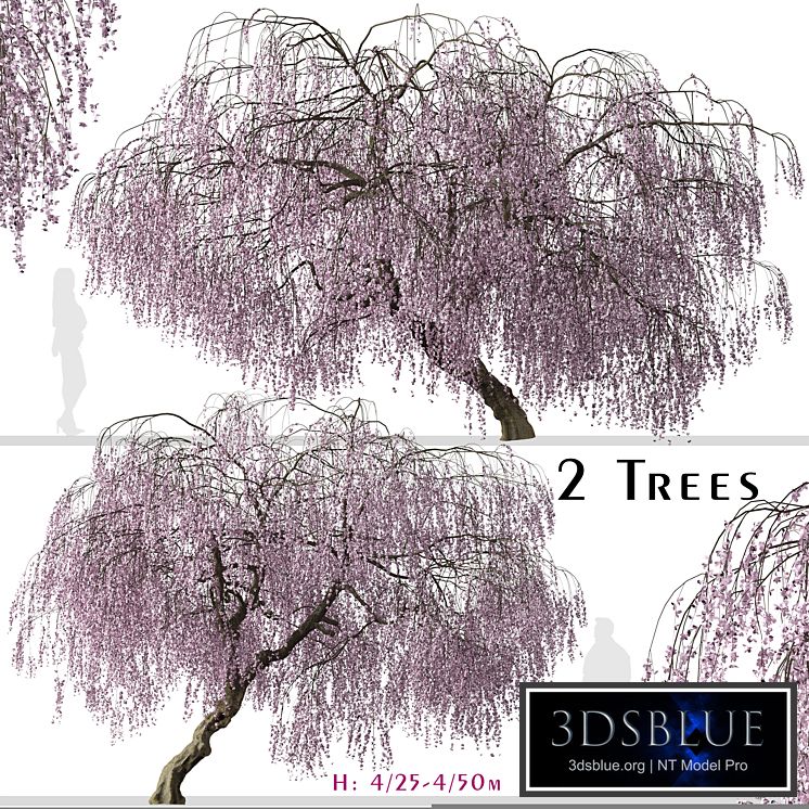 Set of Weeping Cherry Tree (Prunus pendula) (2 Trees)