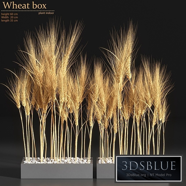 Wheat Box