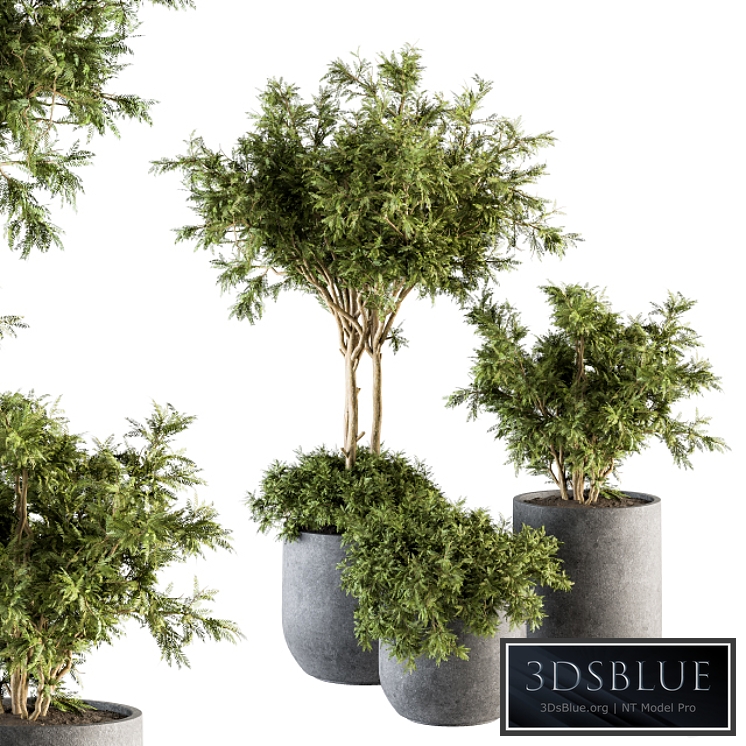 Outdoor Plant Set 198 - Plant and Tree in Pot