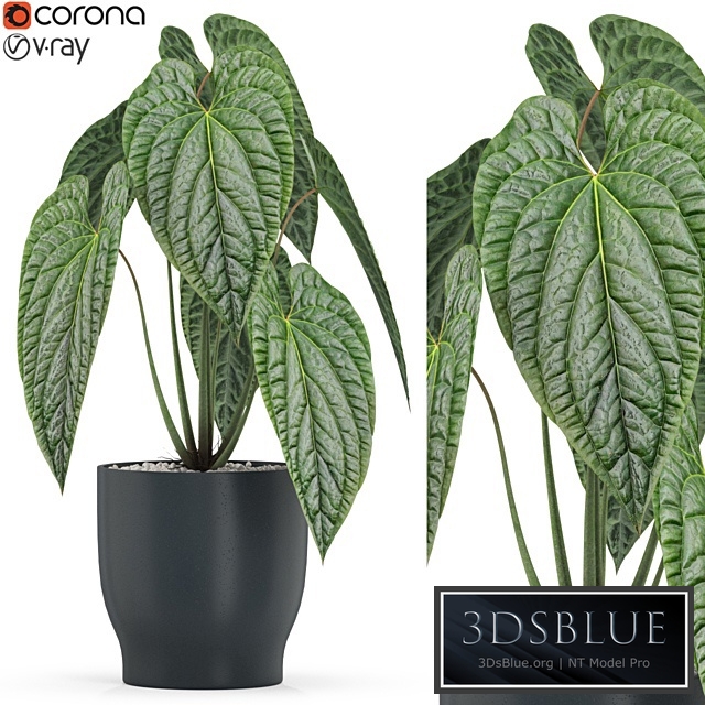 Plants collection 517