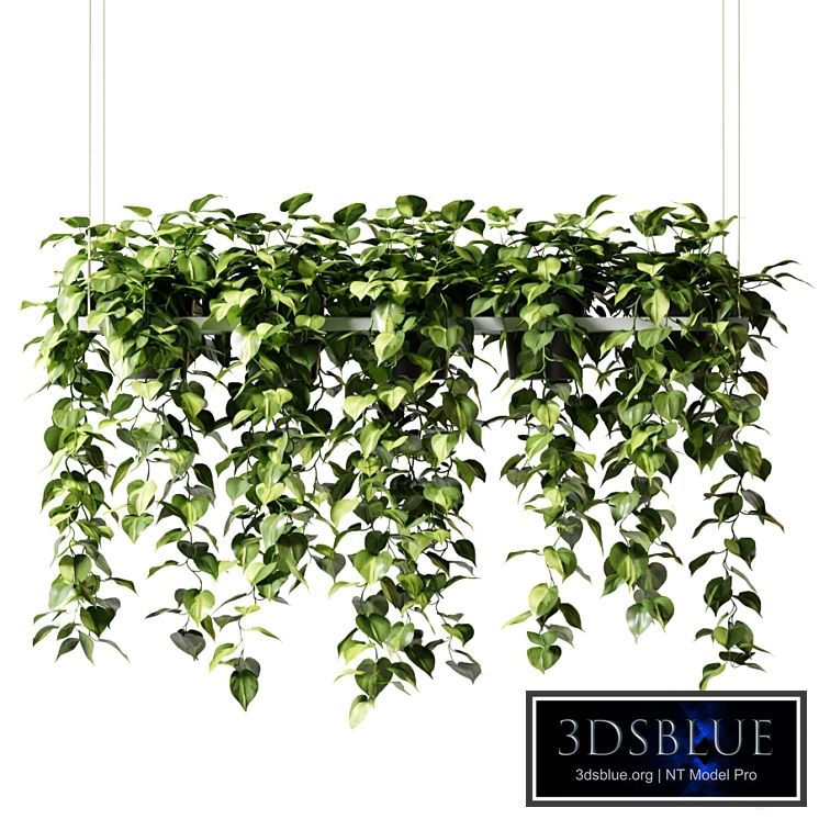 Hanging plants in a rectangular planter (Epipremium)