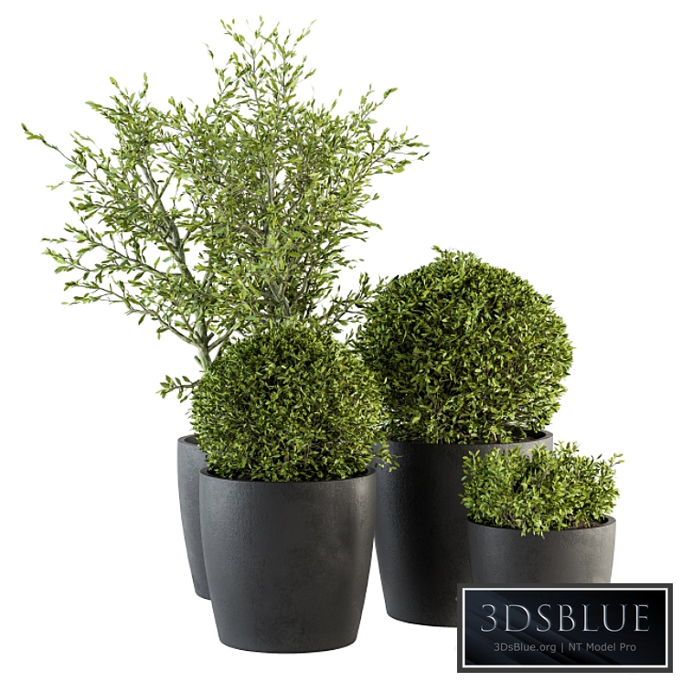 Outdoor Plant Set 209 - Plant and Tree in Pot