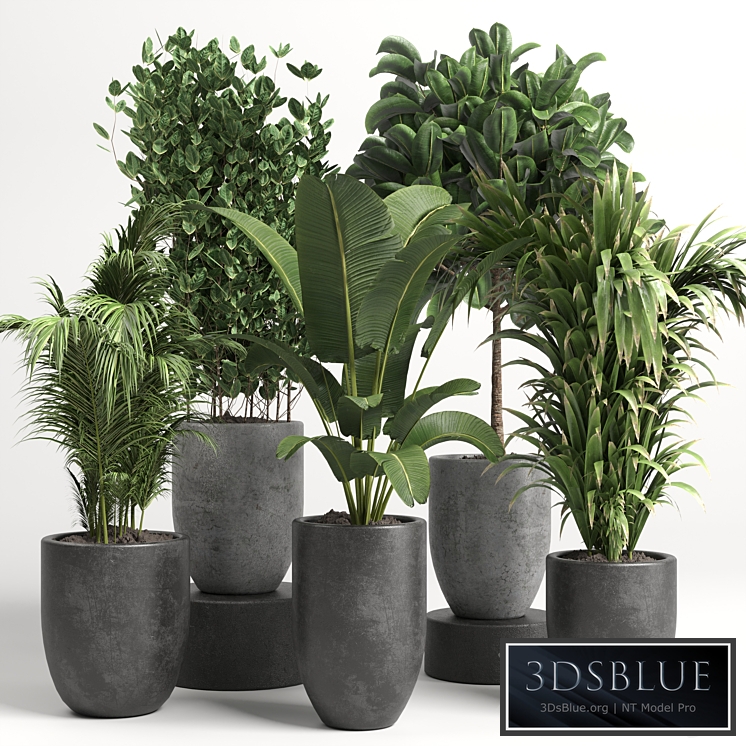 collection Indoor plant 46 vase concrete