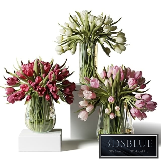 Red, pink and white tulips in glass vases