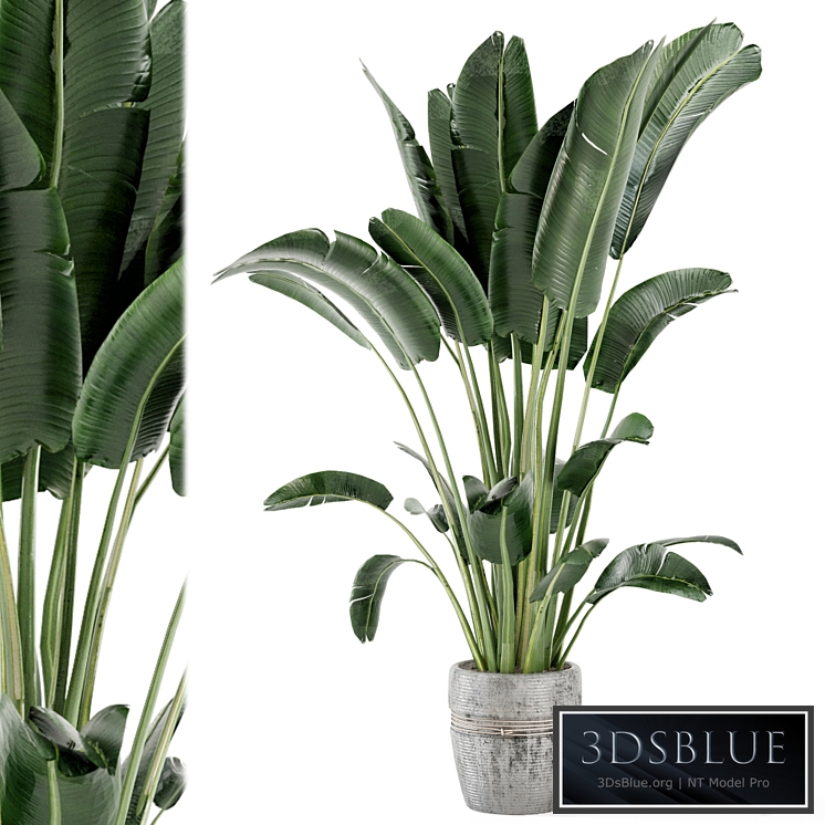 Indoor Plants in rusty Concrete Pot - Set 124