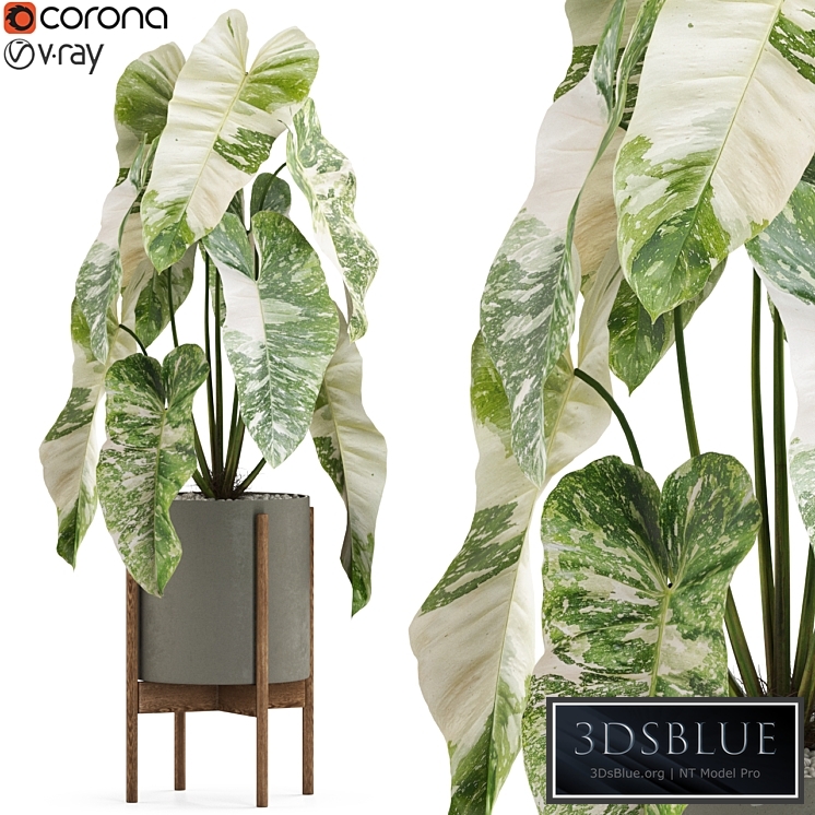 Plants collection 522