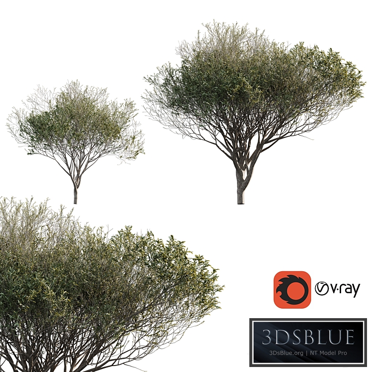 Acacia tortilis (Vachellia tortilis)