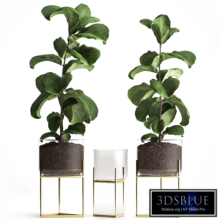 Decorative tree Ficus lyrata in a glass pot zara home. Set 964.