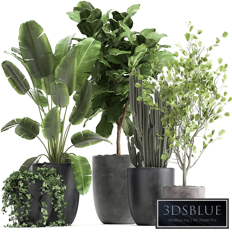 Plant collection 961. Strelitzia, Ficus lirata, tree, flowerpot, cactus, ivy, decorative, tree, interior, indoor, banana palm, bush, revenala, black pot