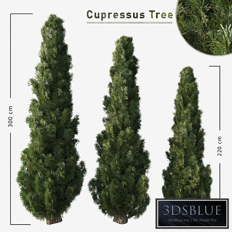 Cupressus tree