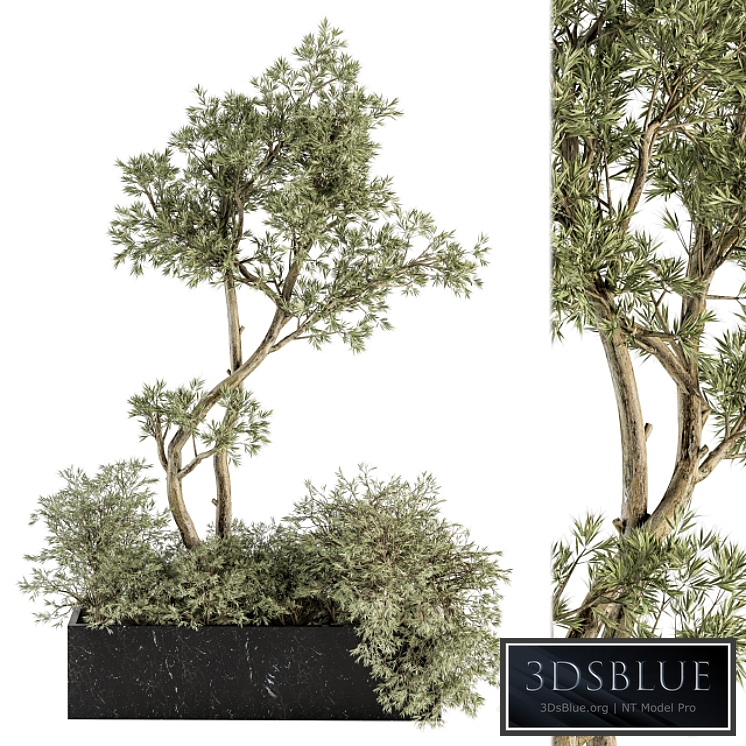 indoor Plant Set 226 - Plant in Marble Box