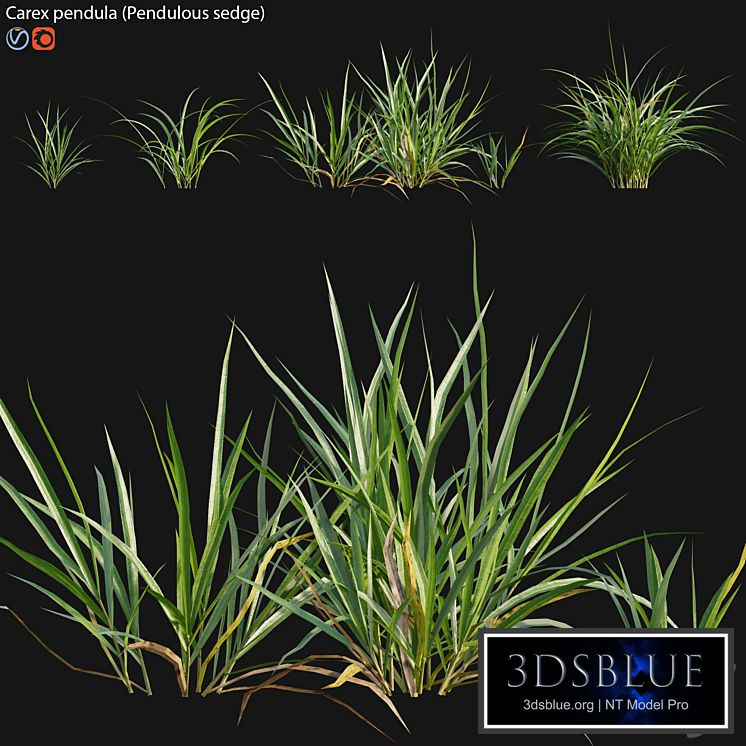Carex pendula - Pendulous sedge -01