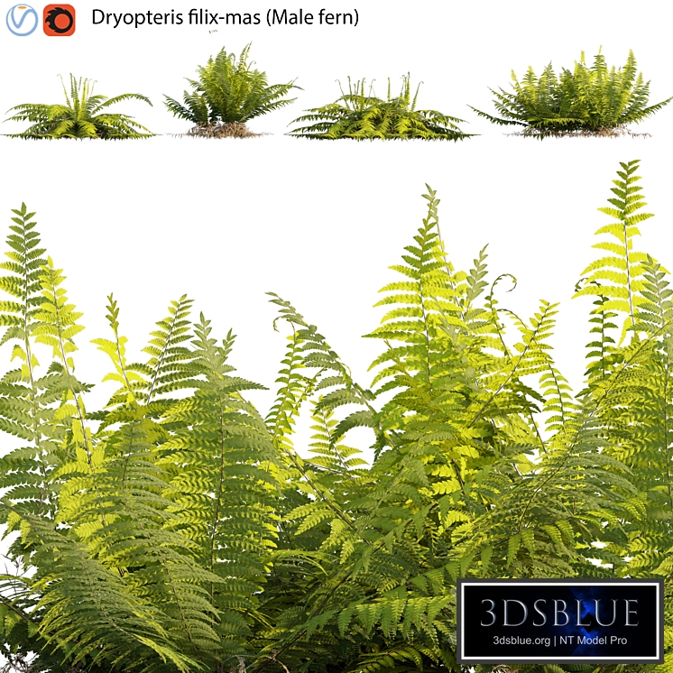 Dryopteris filix-mas - Male fern -02