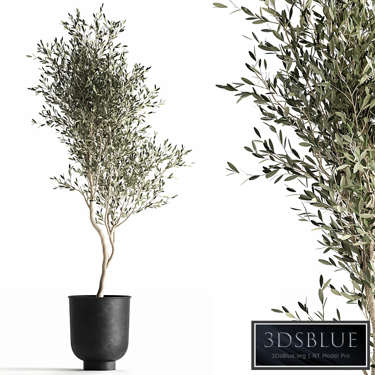 European olive 966. Oliva, tree, metal pot, landscaping, black flowerpot, loft, small tree