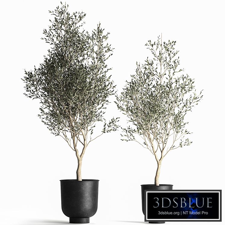 A collection of small Olive trees in a black metal pot and flowerpot. Set 967.
