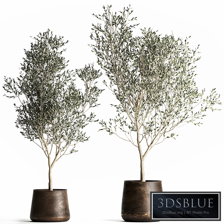 Olive trees 968. olive, tree, metal pot, landscaping, indoor plants, rust, outdoor