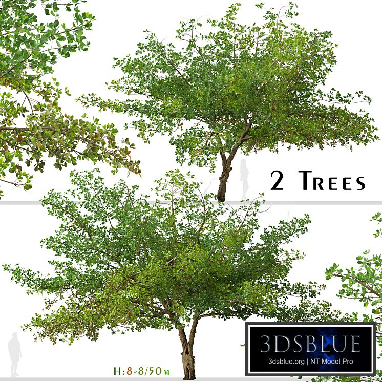 Set of Terminalia catappa Tree (Indian almond) (2 Trees)