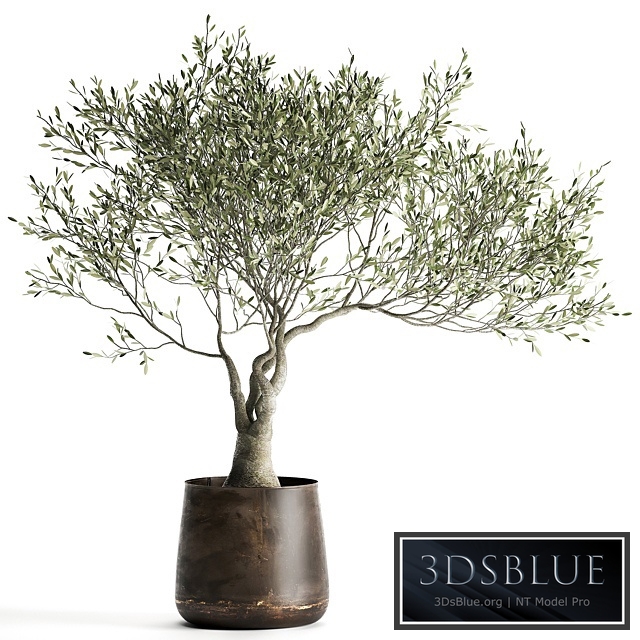 Olive tree 969. olive, tree, metal pot, landscaping, outdoor, rust