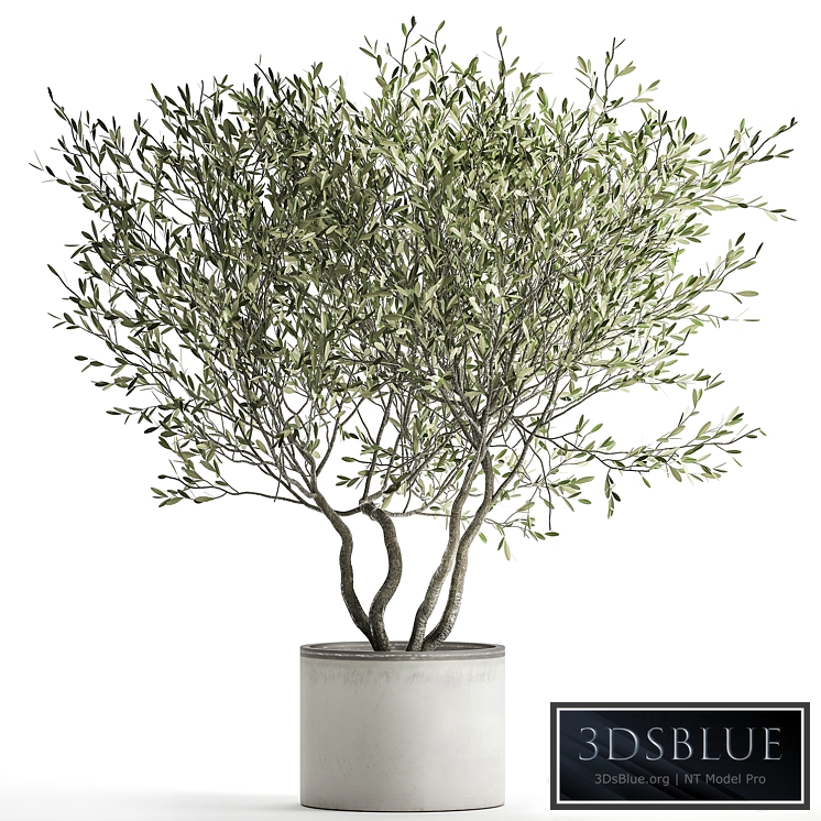 Olive tree 970. Olive, tree, white pot, flowerpot, interior, office, outdoor, decorative, topiary