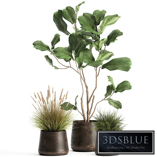 Plant collection 971. Ficus Lyrata, Asparagus, flowerpot, bush, rusty, metal, loft