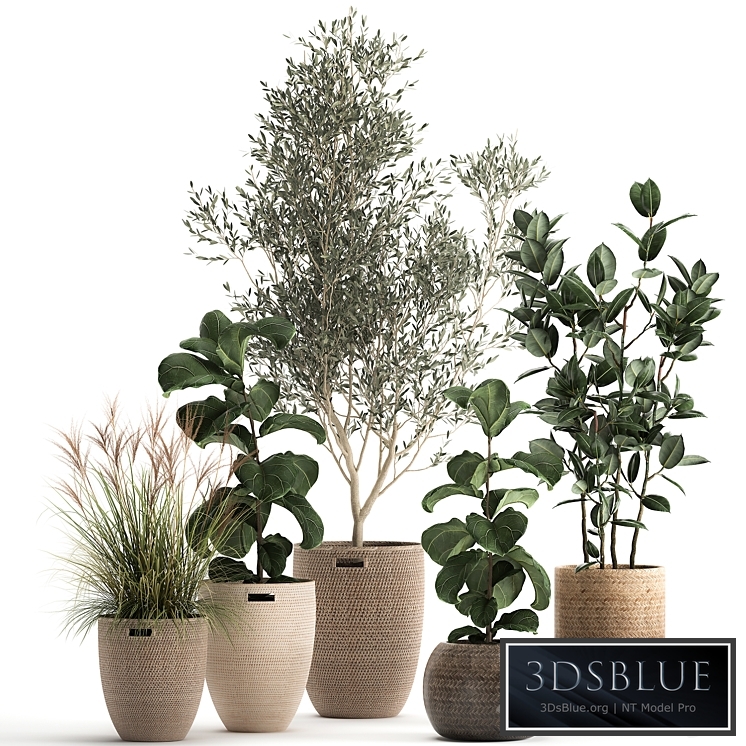 Plant collection 972. Olive, basket, rattan, tree, reed, flowerpot, eco design, Scandinavian style