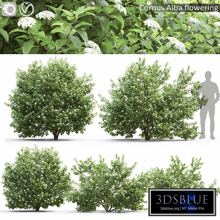 Cornus (Swida) Alba flowering # 1