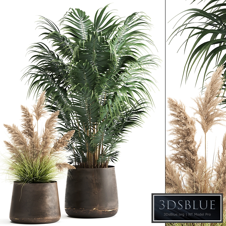 Plant collection 973. Pampas Grass, Cortaderia, Howea Palm, Metal Pot