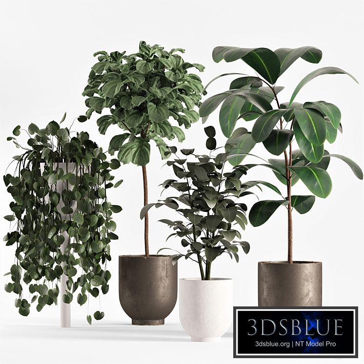 collecton03-ficus plants