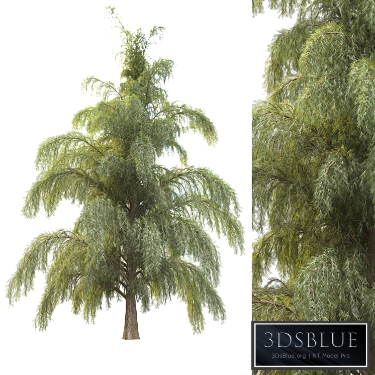 tree for landscape12 (pine tree)