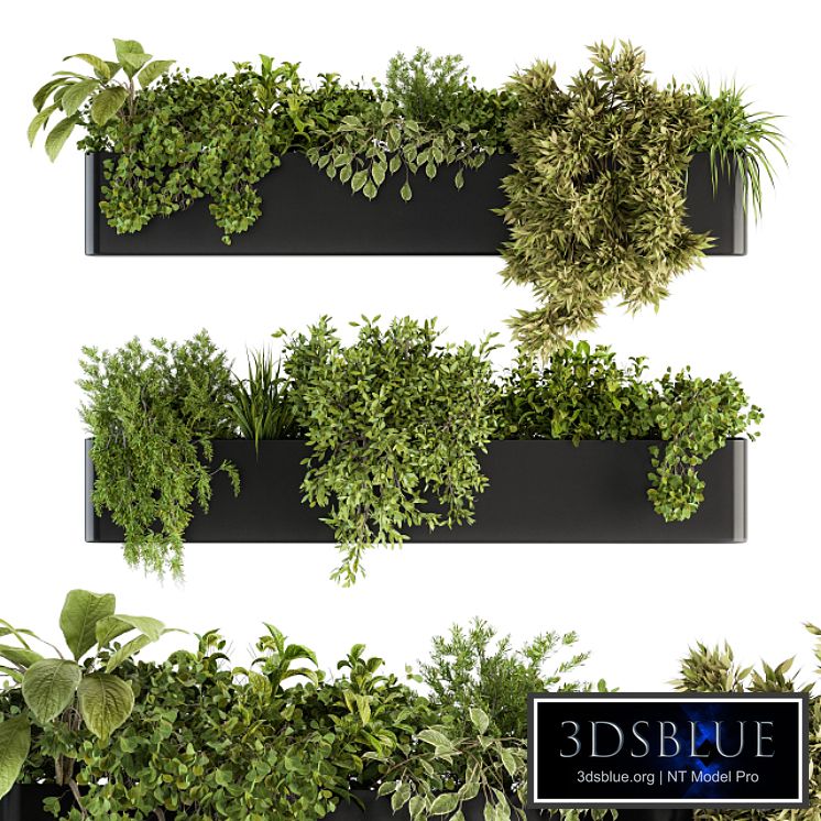 indoor Plant Set 210 - Hanging Plants