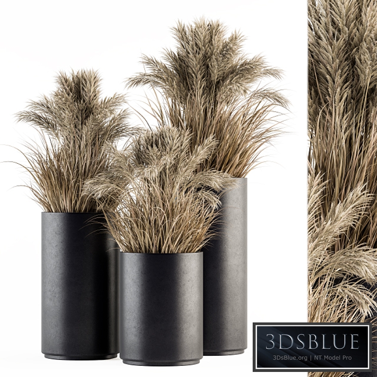 indoor Plant Set 224 -Big Pampas