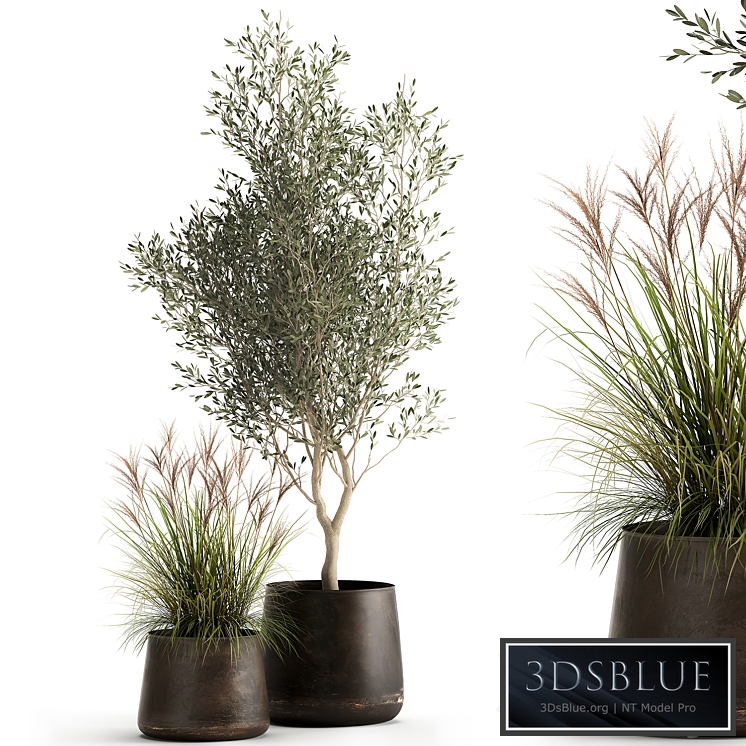 Plant collection 974. olive, tree, metal pot, reed, landscaping, bush, ornamental, rust, small tree, industrial style