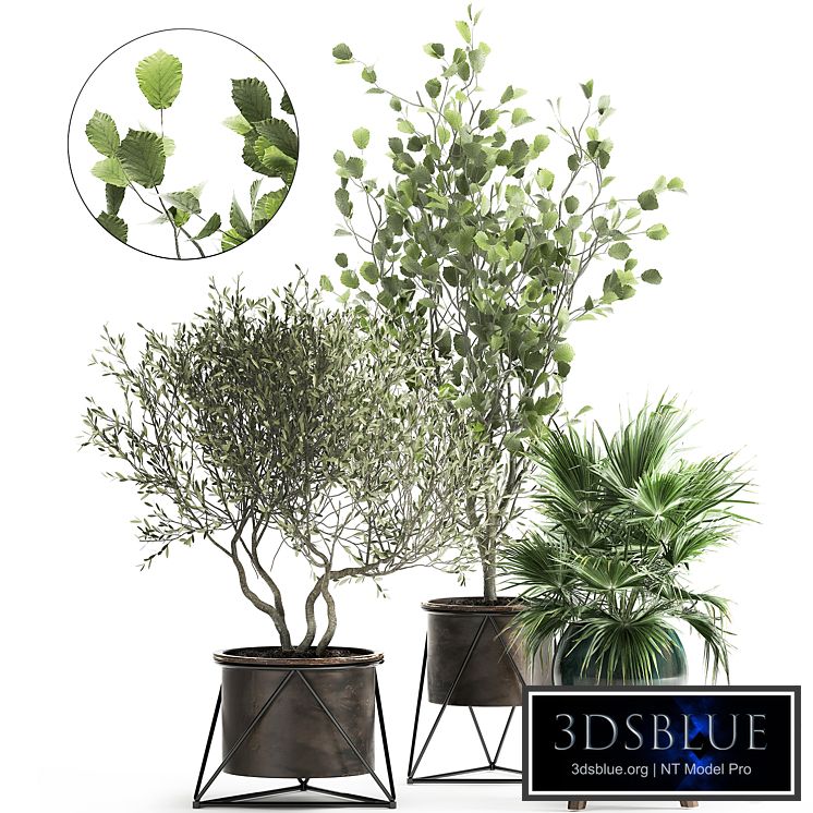 Collection of plants in pots with Olive tree, ficus, fan palm, hazel, linden. Set 975.