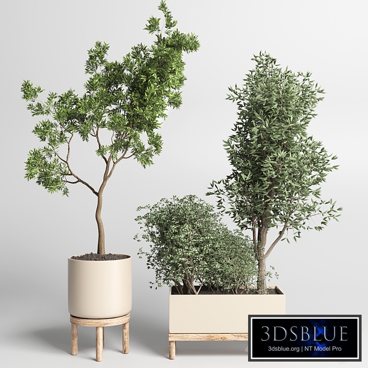 collection Indoor plant 50 vase wood