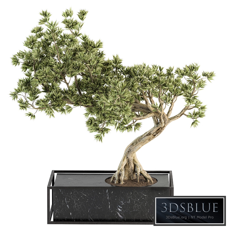 indoor Plant Set 225 - Bonsai Plant