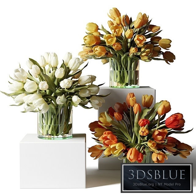 Yellow, red and white tulips in glass vases