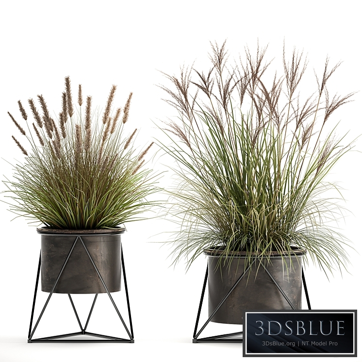 Plant collection 980. reeds, grass, landscaping, bushes, flowerpot, industrial style, rust, outdoor