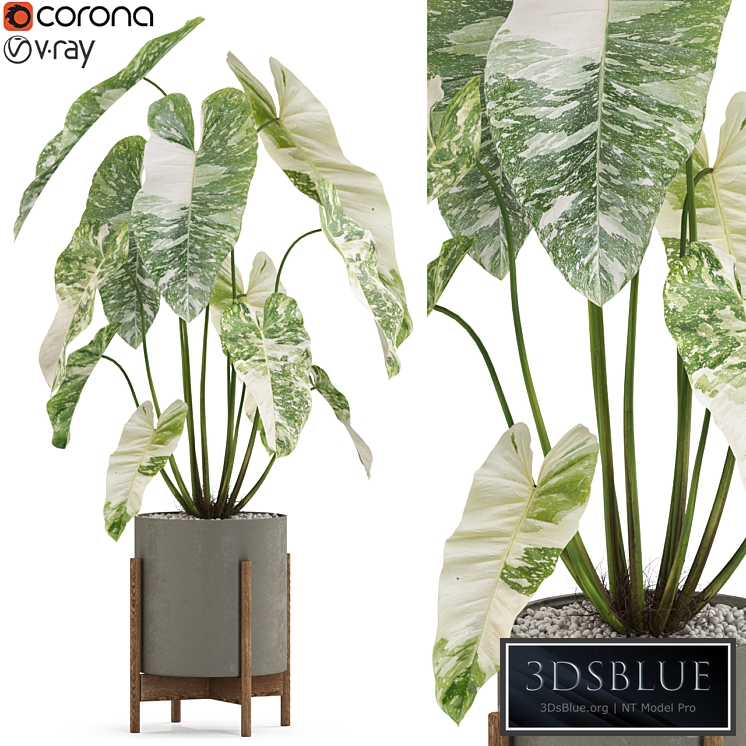 Plants collection 524