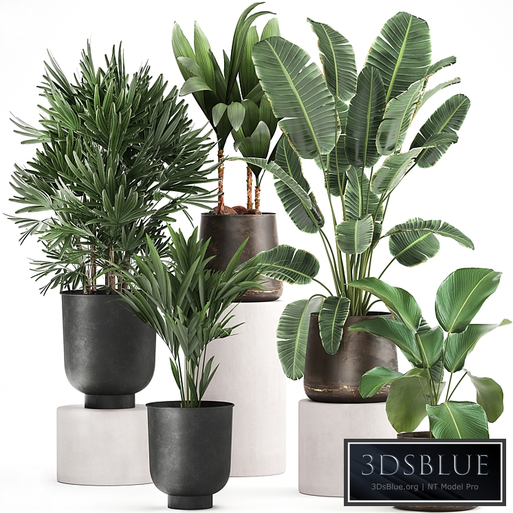 Plant collection 981. rapis, hovea, palm tree, metal flowerpot, banana, strelitzia, industrial style, rust, Howea forsteriana